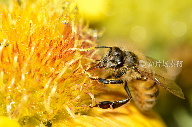 大蜜蜂(Apis mellifera)降落在黄花上